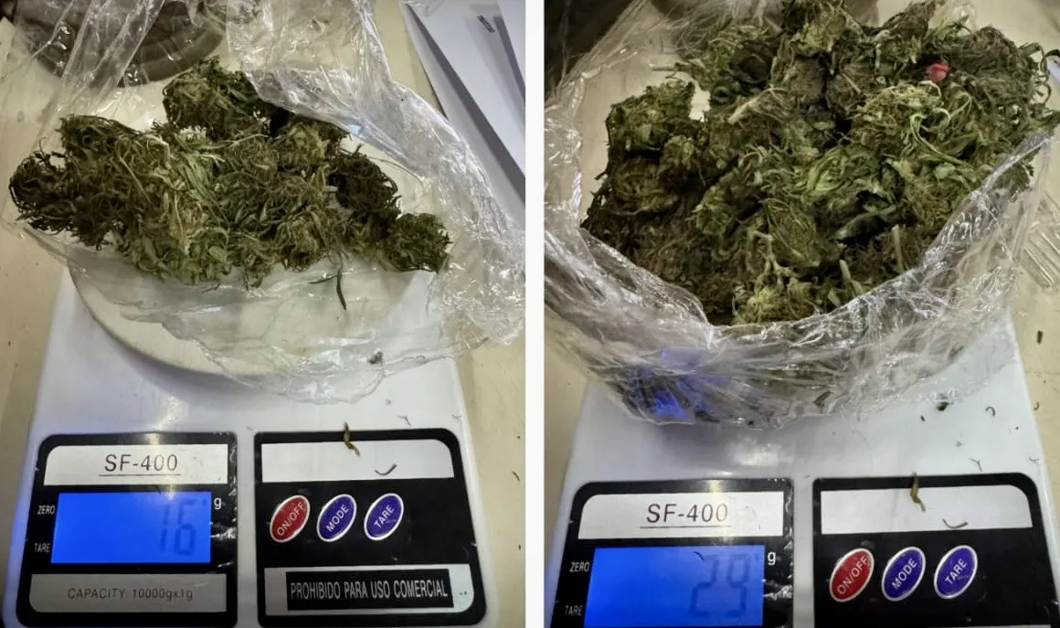 Cannabis sativa