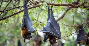 Murcielagos