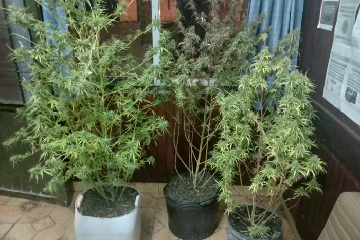 Plantas