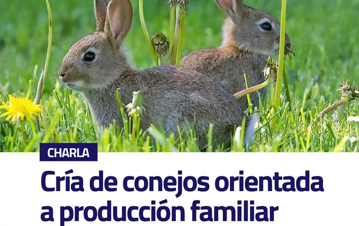 Charla sobre cría de conejos
