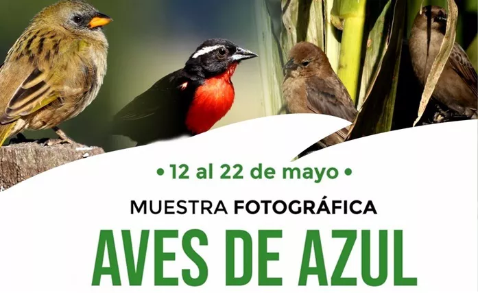 Aves de Azul