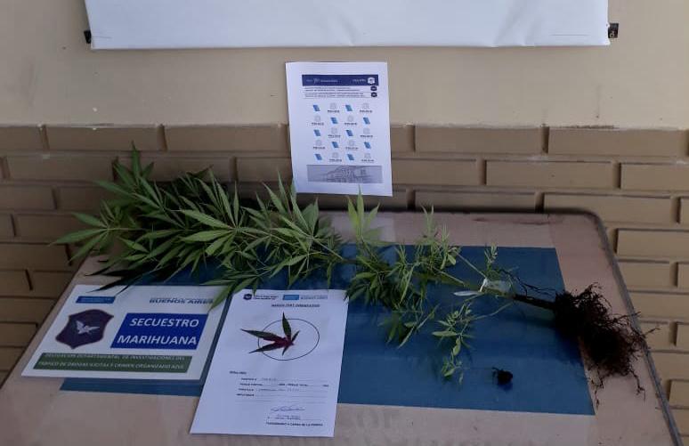 Planta de Cannabis
