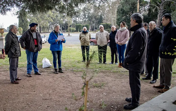 retoño del pino de San Lorenzo
