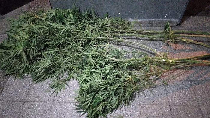 infracción a la Ley de drogas 23737