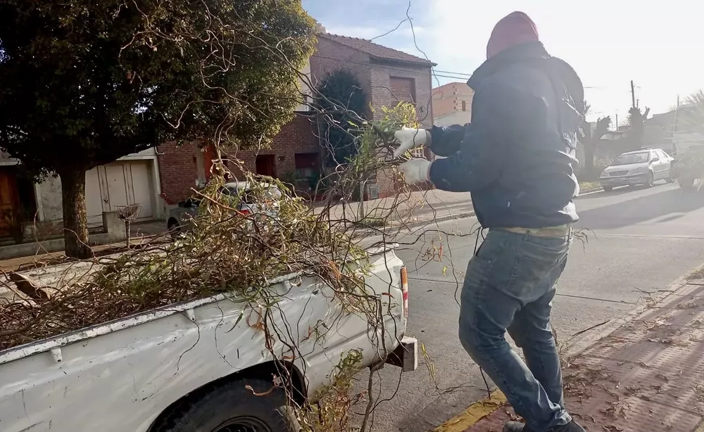 Ramas en la vía pública 