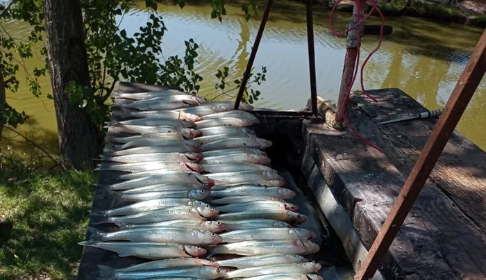 Pesca