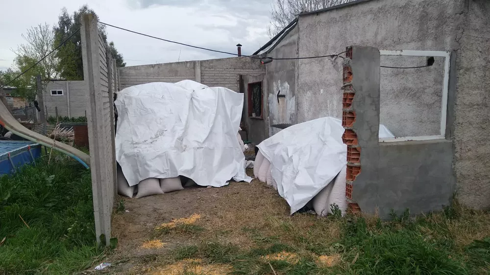 robo de maíz