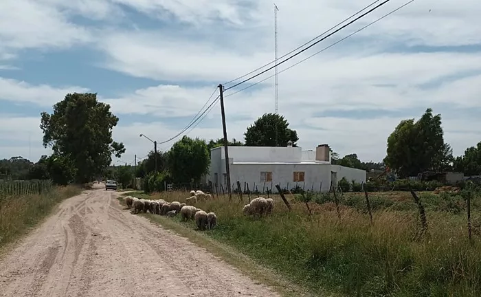 Animales sueltos