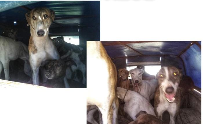 Perros galgos