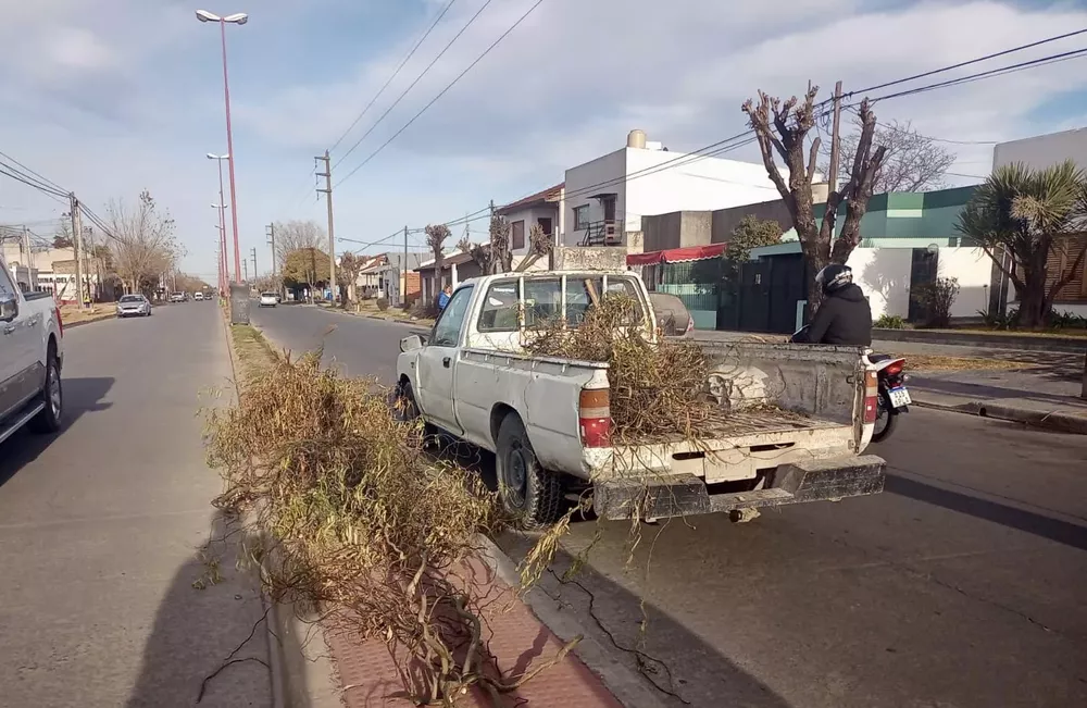 Ramas en la vía pública