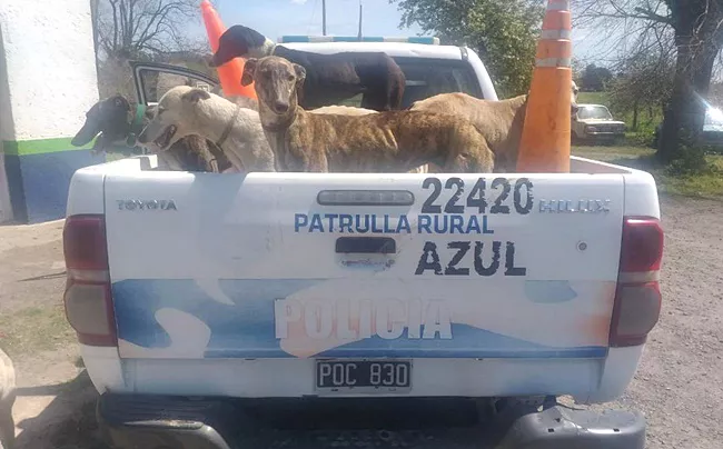 Caza con perros galgos