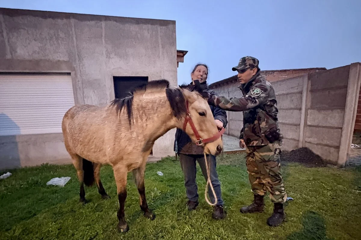 Caballo