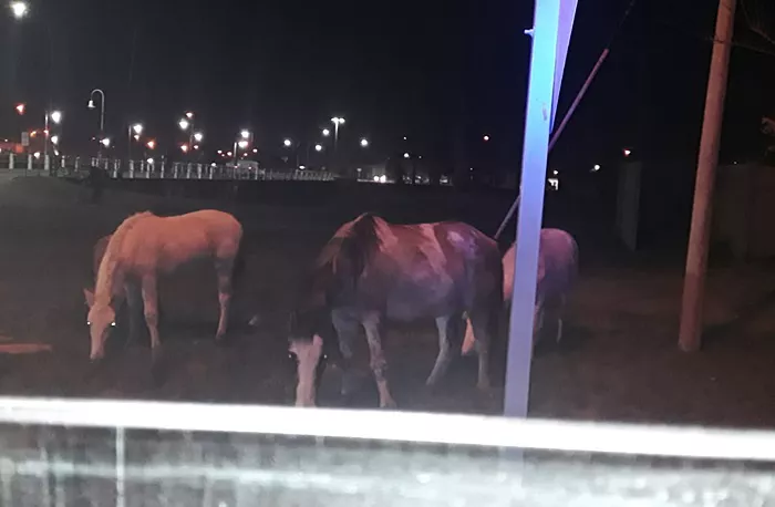 Caballos sueltos