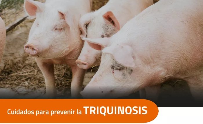 Cuidados para prevenir la triquinosis