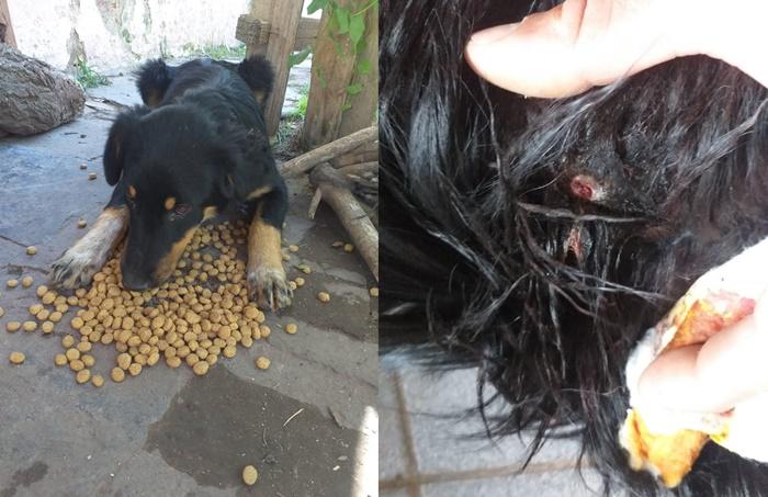 Animal herido